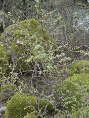 Ribes roezlii roezlii