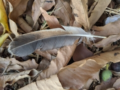 Gallus gallus domesticus