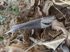 Aves