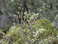 Ribes roezlii roezlii