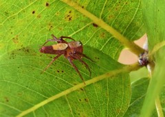Oxyopes niveosigillatus