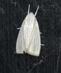 Cryptophasa flavolineata