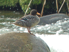 Salvadori's Teal photo 2