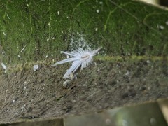 Pseudococcidae