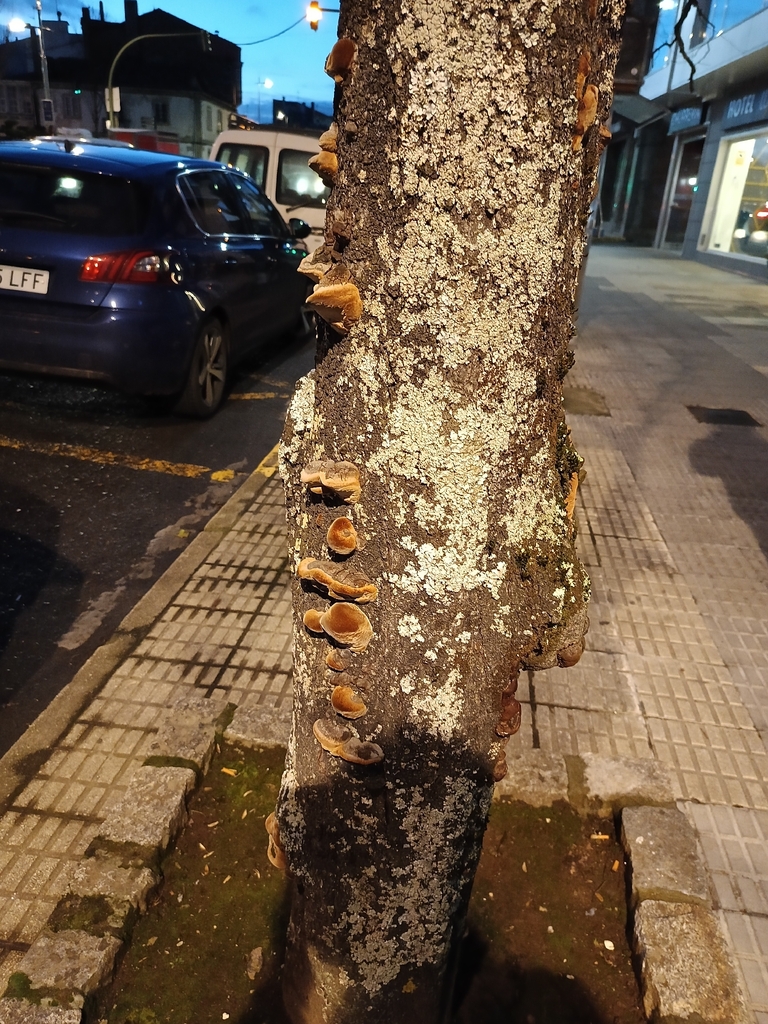 Phellinus pomaceus · January 2026 · photo: © carl_ramirez (iNaturalist, cc-by)