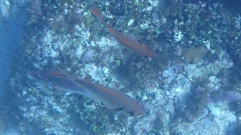 Pearly soldierfish