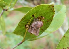 Mischocyttarus cerberus