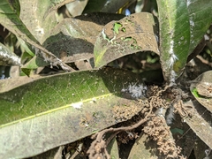 Pseudococcidae