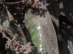 Pseudococcidae