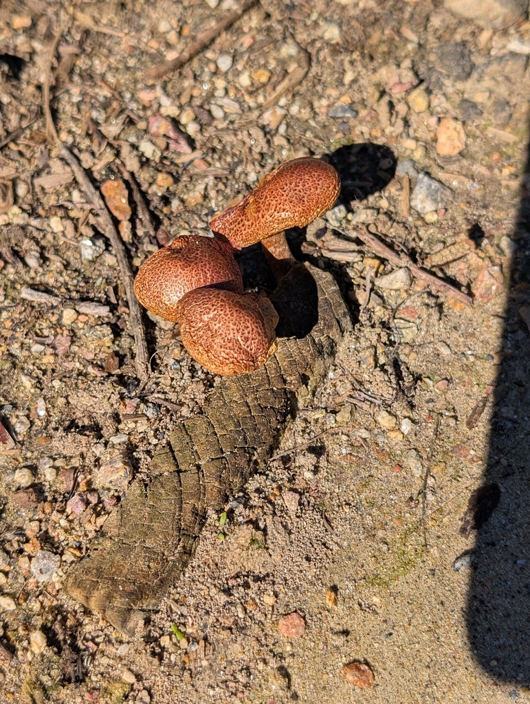 Gymnopilus luteofolius · January 2026 · photo: © th92105 (iNaturalist, cc-by)