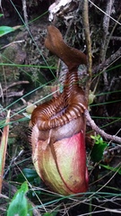 Nepenthes villosa