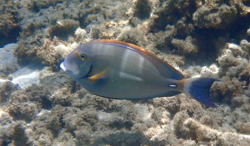 Dussumier's surgeonfish (Acanthurus dussumieri) — Acanthuridae — 4