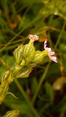 Silene decipiens