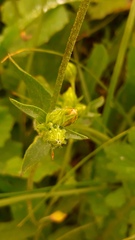 Silene decipiens