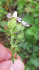 Silene decipiens