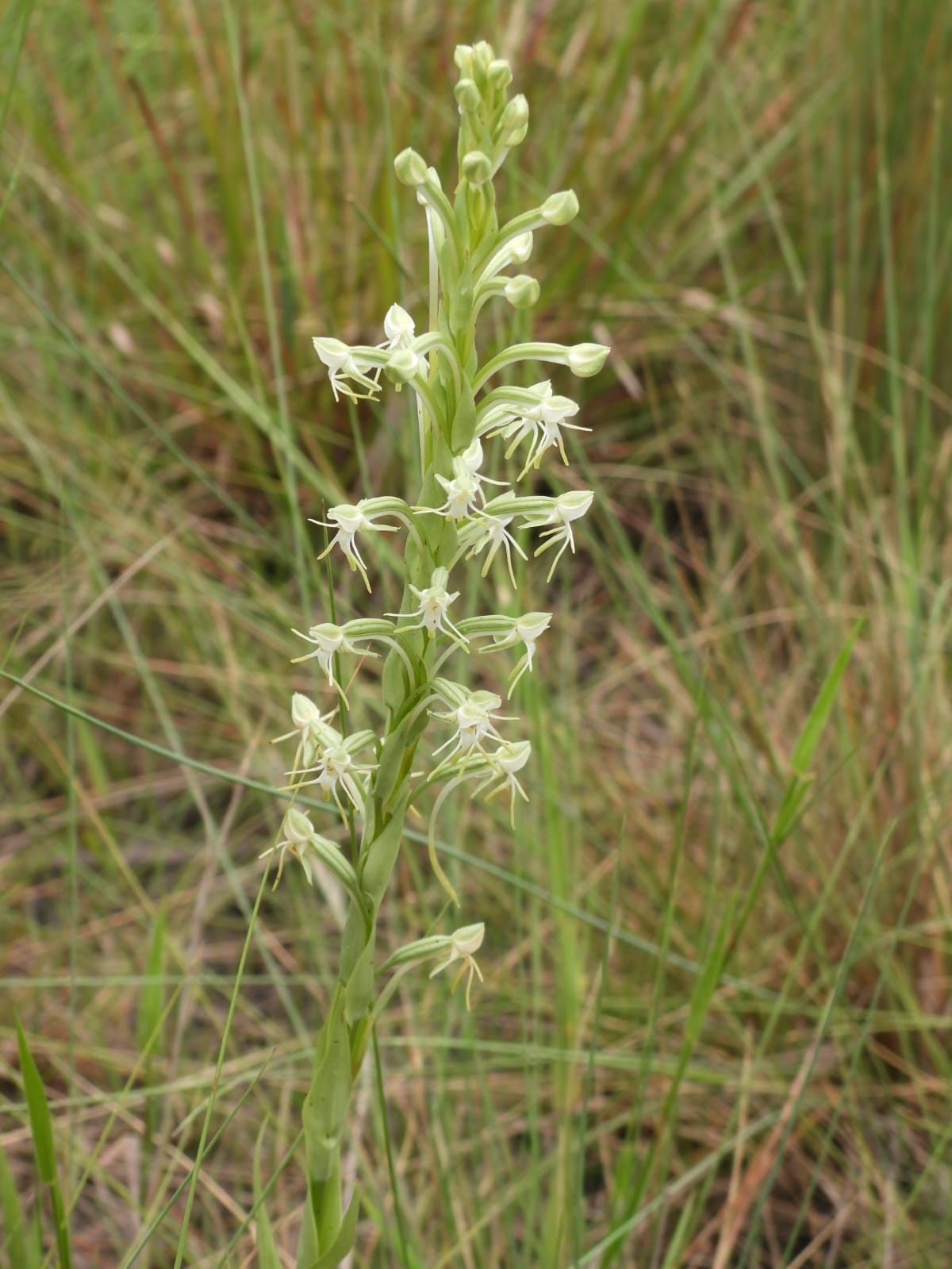 Habenaria sprucei