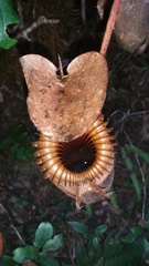 Nepenthes villosa