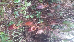 Nepenthes villosa