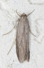 Epischnia prodromella