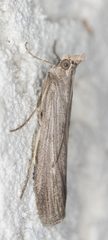 Epischnia prodromella