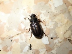 Acrossidius tasmaniae