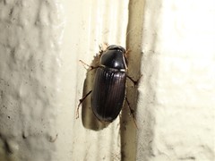 Acrossidius tasmaniae