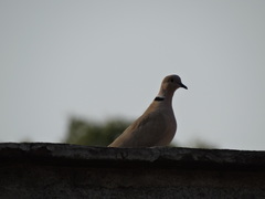 Streptopelia decaocto