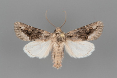 Protorthodes argentoppida