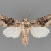 Protorthodes argentoppida - Photo (c) Ronald Parry,  זכויות יוצרים חלקיות (CC BY-NC), הועלה על ידי Ronald Parry