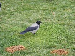 Corvus cornix