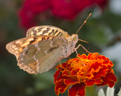 Argynnis pandora