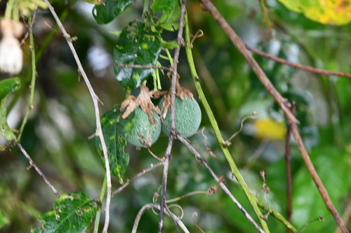 Passiflora riparia, photograph 2