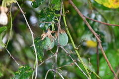 Passiflora riparia, photograph (c) Vincent A. Vos, some rights reserved (CC BY)