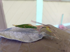 Pulchriphyllium fredkugani