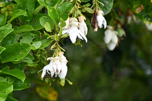 Passiflora riparia, photograph 3