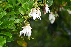 Passiflora riparia, photograph (c) Vincent A. Vos, some rights reserved (CC BY)
