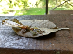 Pulchriphyllium fredkugani