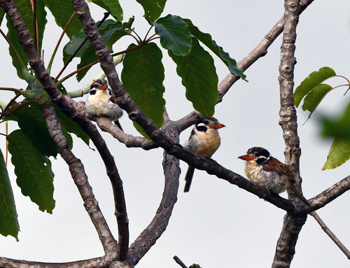 White-eared Puffbird (Nystalus chacuru)