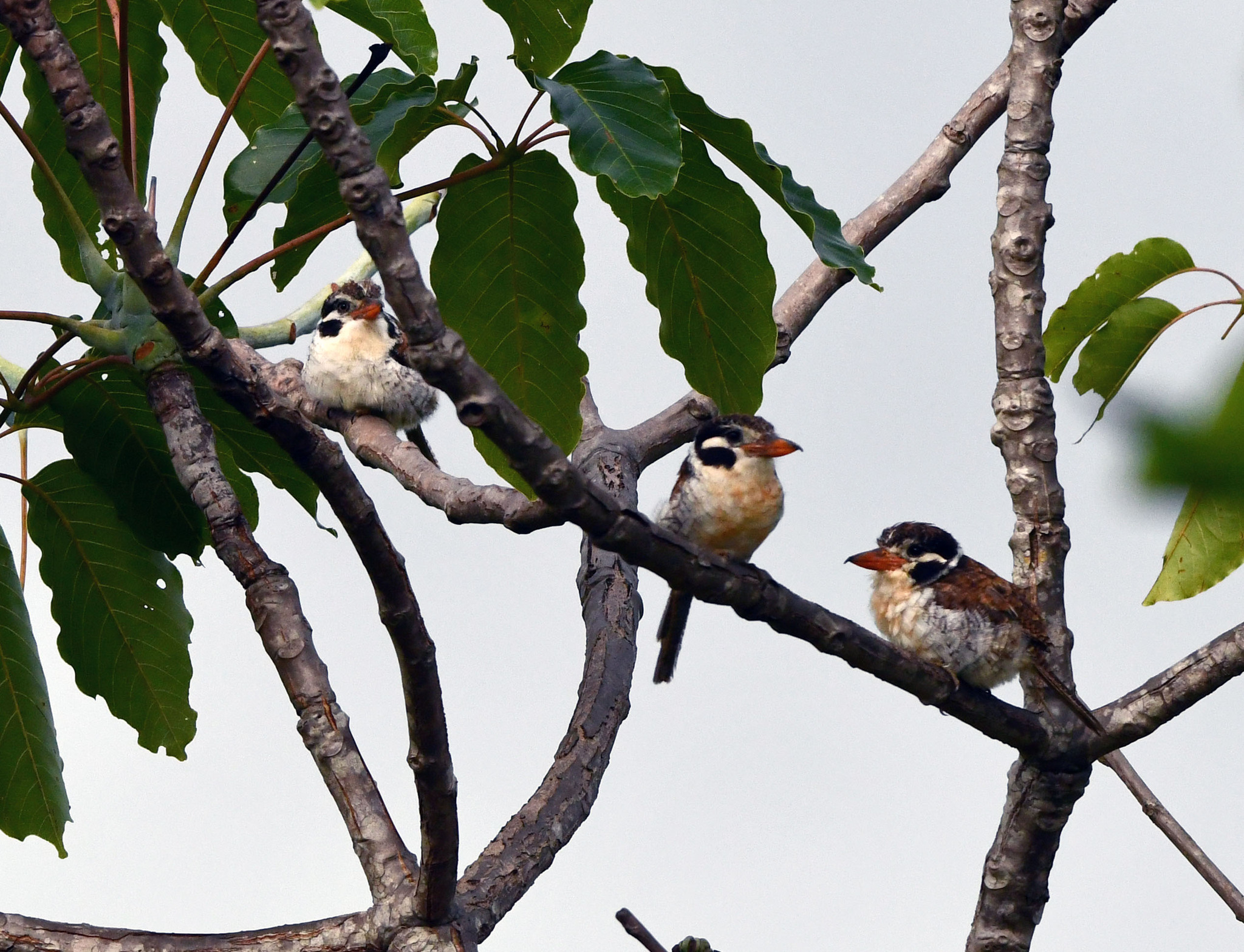 White-eared Puffbird (Nystalus chacuru), photo 1