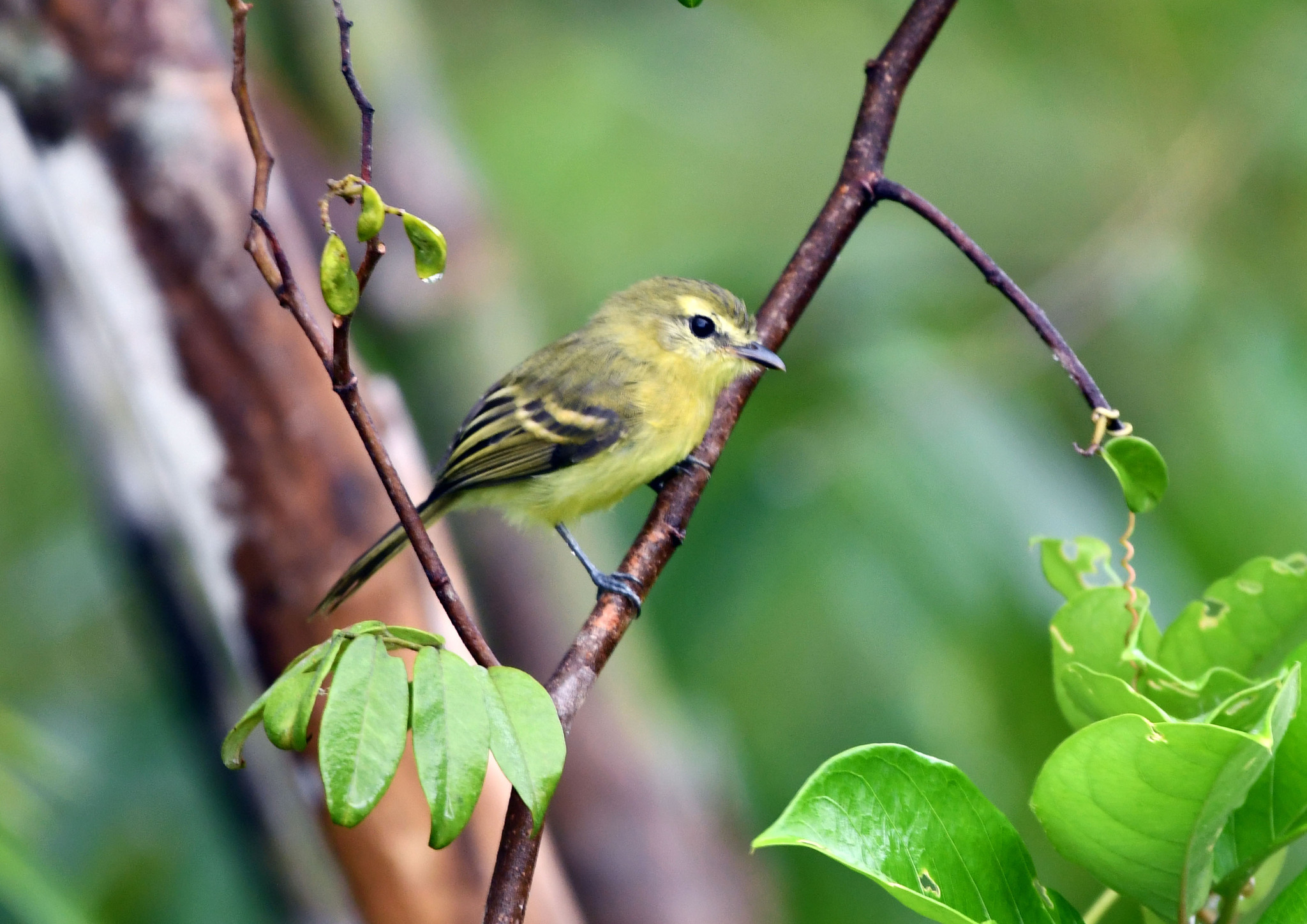 Yellow Tyrannulet (Capsiempis flaveola), photo 3