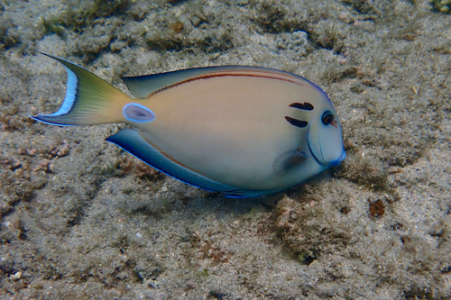 Doubleband surgeonfish (Acanthurus tennentii) — Acanthuridae — 3