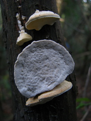 Truncospora ochroleuca