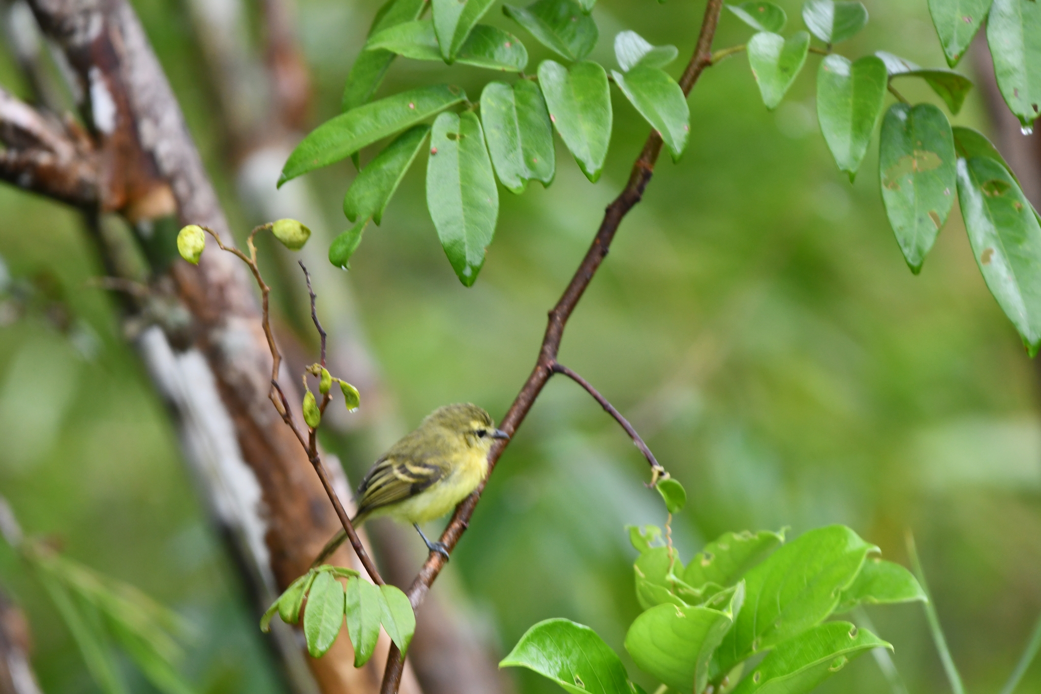 Yellow Tyrannulet (Capsiempis flaveola), photo 4