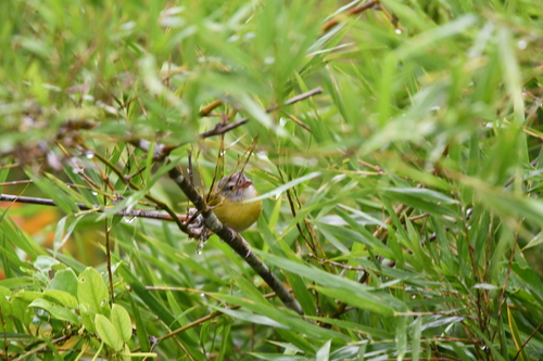Ashy-headed Greenlet (Hylophilus pectoralis)