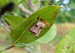 Mischocyttarus cerberus