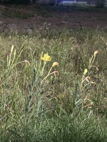 Oenothera affinis, photograph 4