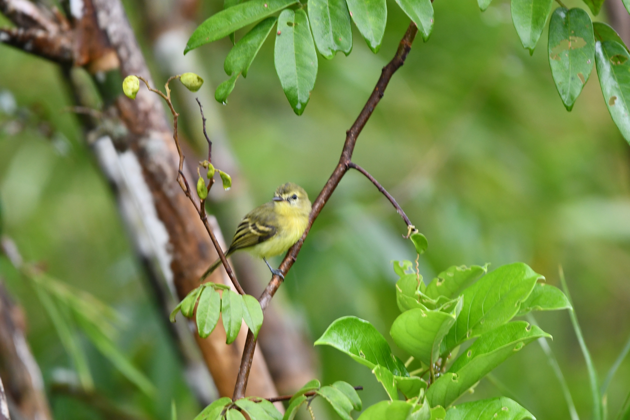 Yellow Tyrannulet (Capsiempis flaveola), photo 5