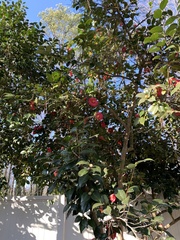 Camellia japonica
