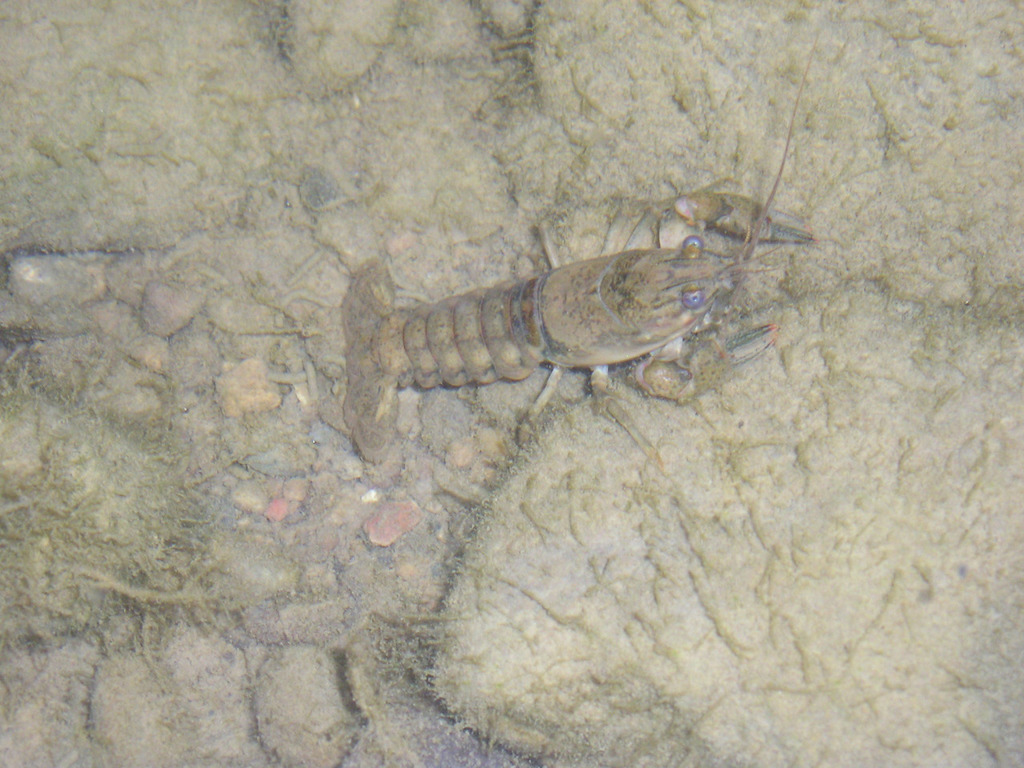 Sloan's Crayfish