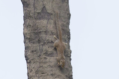 Heliosciurus gambianus